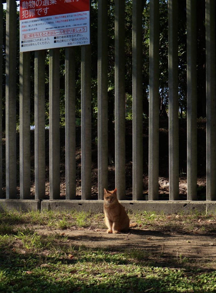 猫を捨てないでー長居公園の猫たち 初心者のための写真講座 Hiro Photo