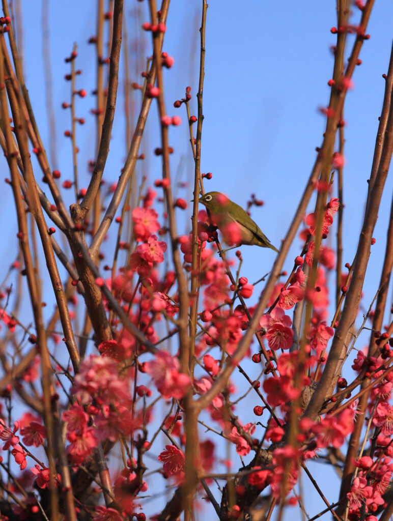 大阪城公園の鳥たち 梅林開花情報 ーメジロを撮影 初心者のための写真講座 Hiro Photo