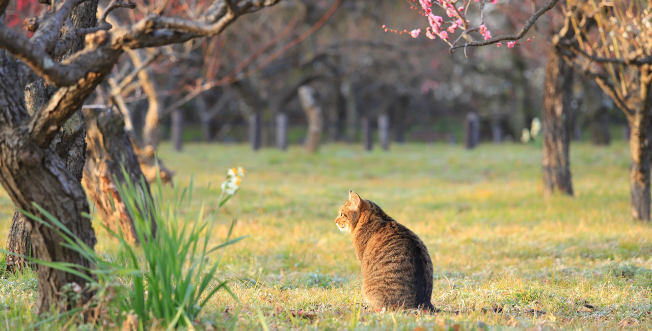 大阪城公園の猫たちー公園の猫たち 初心者のための写真講座 Hiro Photo 大阪城公園の猫たちー公園の猫たち 初心者のための写真講座 Hiro Photo