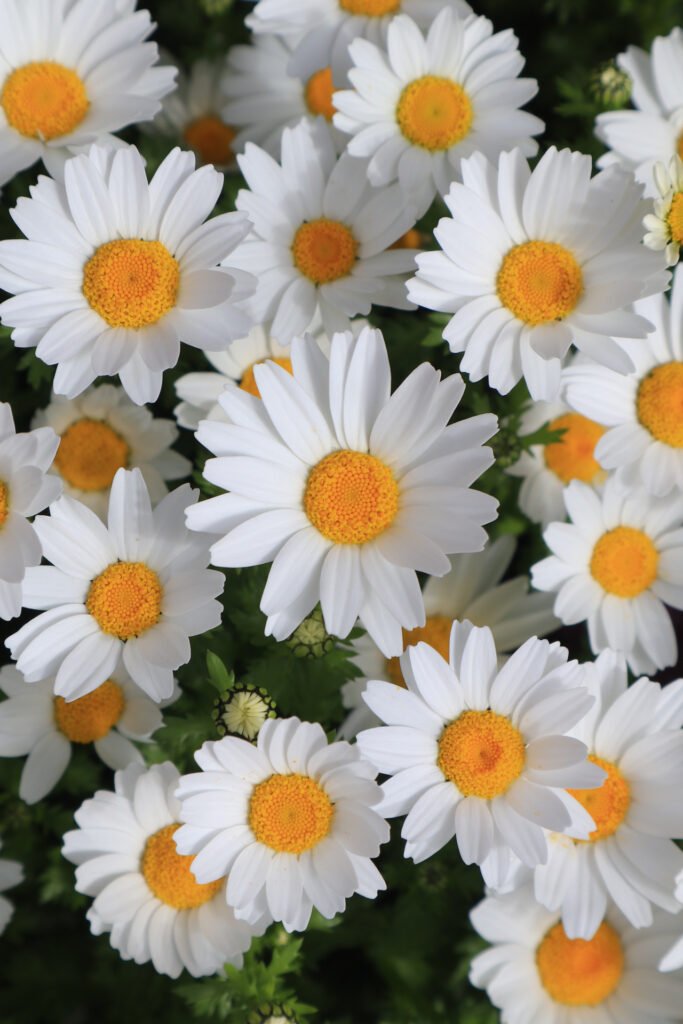 春の白い花を撮影 初心者のための写真講座 Hiro Photo