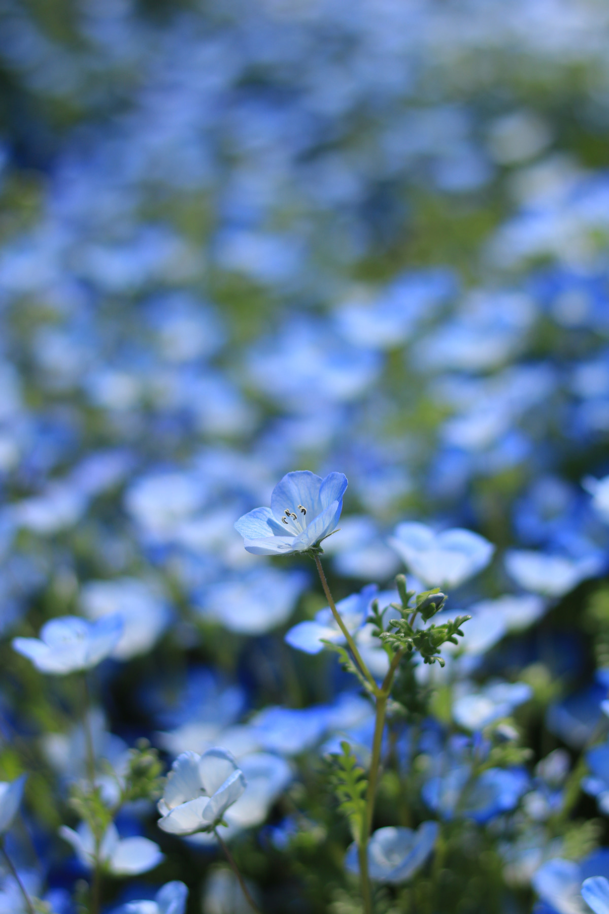 青く染まるネモフィラー春の花ー長居植物園 初心者のための写真講座 Hiro Photo