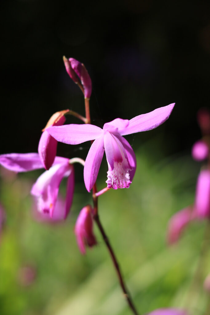 紫色の花が美しいー紫蘭 初心者のための写真講座 Hiro Photo