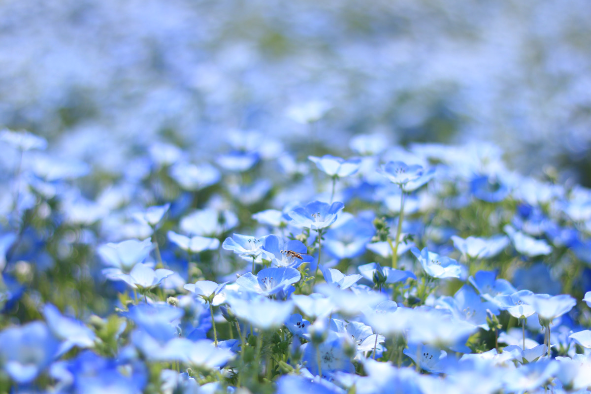 青く染まるネモフィラー春の花ー長居植物園 初心者のための写真講座 Hiro Photo