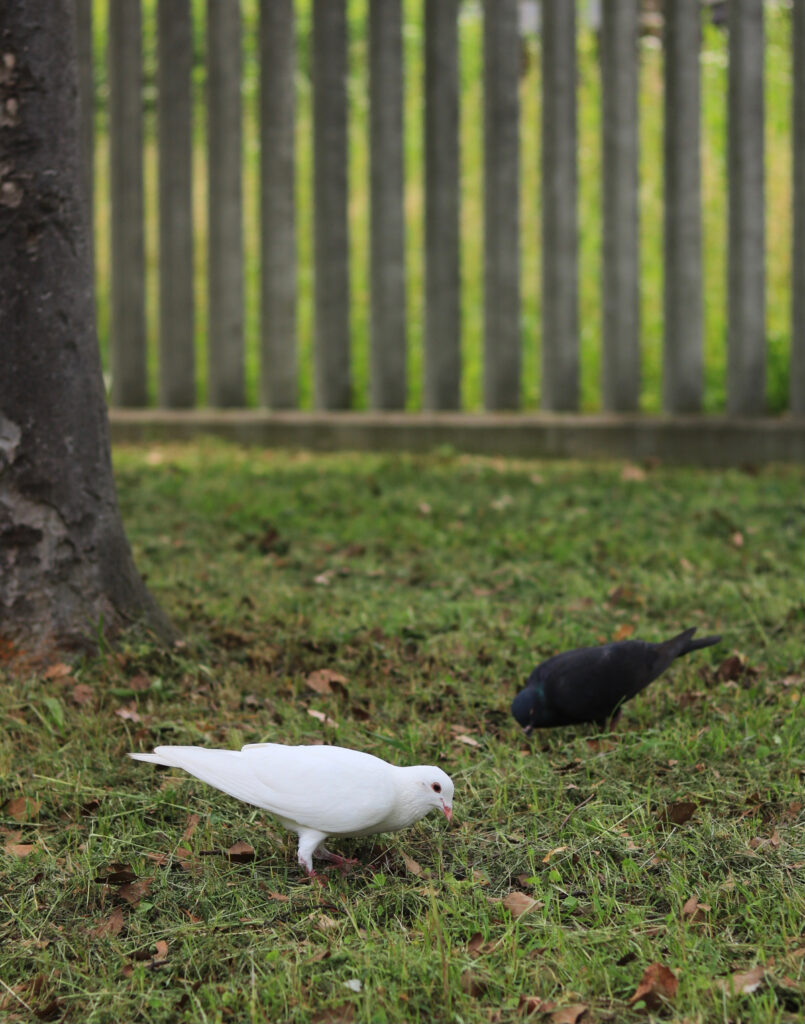 長居公園で見つけた白い鳩 ー 平和の象徴 初心者のための写真講座 Hiro Photo
