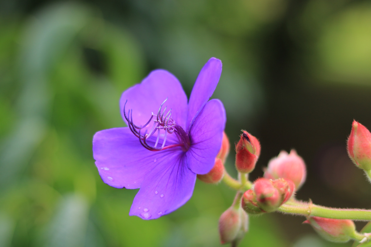 南米の花ーシコンノボタン 紫紺野牡丹 ー紫色の美しい花 初心者のための写真講座 Hiro Photo