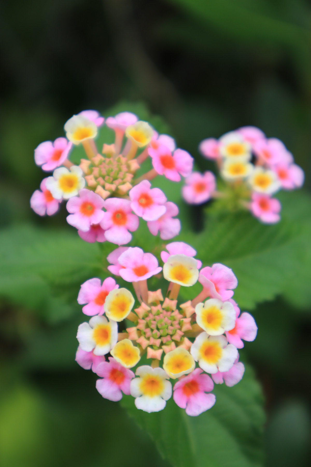 南米の花 ー ランタナ ー 七変化と言われる可愛い花 初心者のための写真講座 Hiro Photo