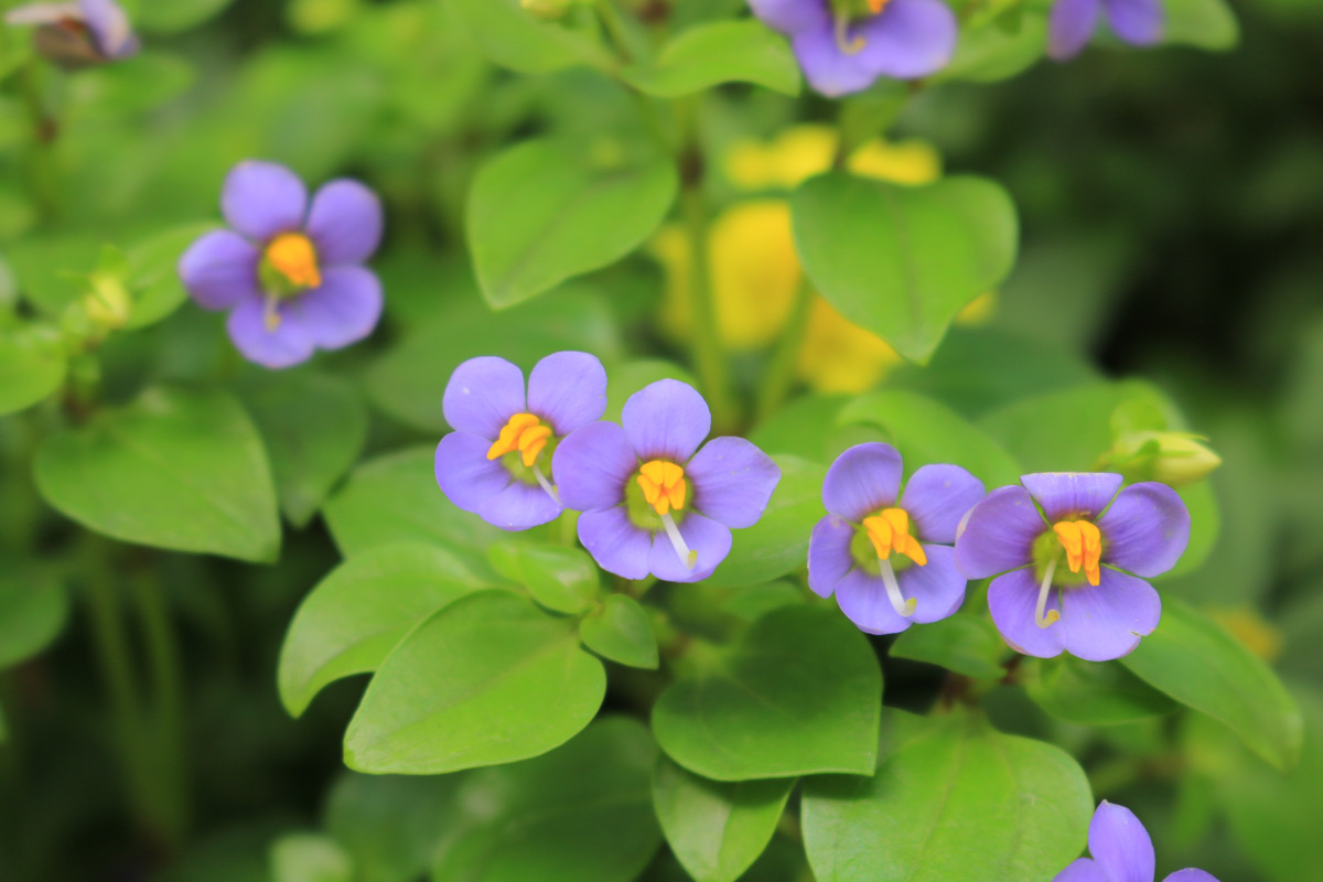 エキザカムー インド洋のガラパゴス ソコトラ島原産の花 初心者のための写真講座 Hiro Photo