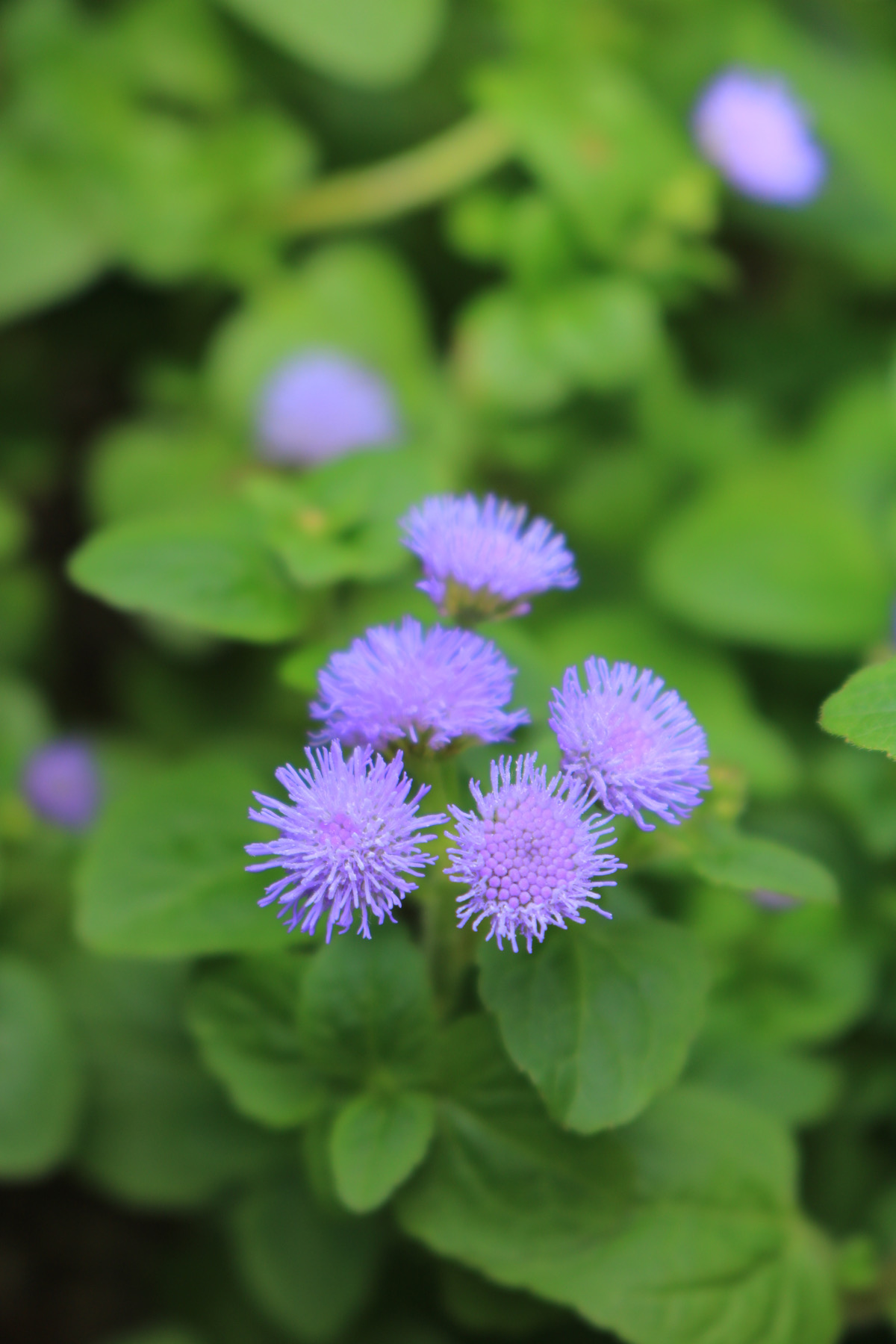 初夏から秋まで花を咲かせるアゲラタムー花期が長い花 初心者のための写真講座 Hiro Photo