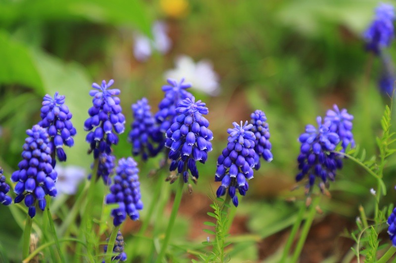 ぶどうのような青い花ームスカリー春の花 初心者のための写真講座 Hiro Photo